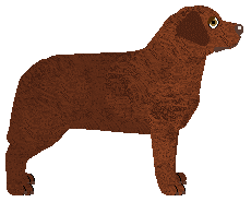 Blizzard CZEKOLADOWE CIASTO — “Brownie”