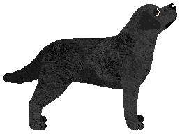 CAMERA OBSCURA z Szuwarów — “Lala”