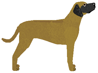 Cansas' African Reds — “Artax”