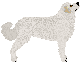 Királyi Nyájasgazda — “Alfred”