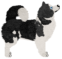 Dragosani Tokyo Sunrise — “Alvin”