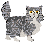 Kizmet's Cotton Candy at Wild Road — “Cotton Candy”