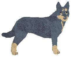 Profile image of Oakwood's Amber Kelpie