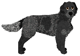 Profile image of Kimber's Dazzle 'Em Blue