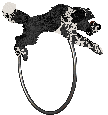 Cargo's She's Gunna Fly at Holiday Ranch — “Sly”