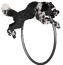 Cargo's She's Gunna Fly at Holiday Ranch — “Sly”