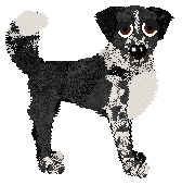 Cargo's She's Gunna Fly at Holiday Ranch — “Sly”