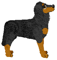 Fleetrun Dog Star — “Orion”
