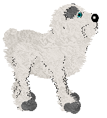 Pendragon's Little Mountain Goat — “Sasha”