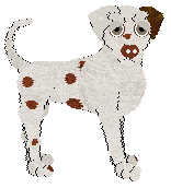 Sz's Prunus cerasus — “Bluebeard”