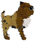 Cargo's Gorilla Whale Pug at Fleur de Lis — “Pugzilla”