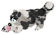 Moonvale's Piranha Club at Dalheaf — “Toto”