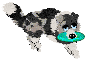 Moonvale's Piranha Club at Dalheaf — “Toto”