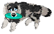 Moonvale's Piranha Club at Dalheaf — “Toto”