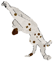 SeaGlass's The Starlight Barking of the Opera — “Perdita X”