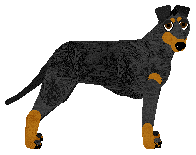 Profile image of Energizing BLACK JAGUAR