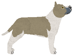 Kamvis' Dog in the Fog — “Foggy”