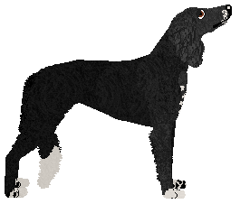 Dragosani CZARNY KSIĄŻE — “Prince”