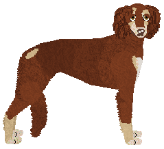 Profile image of Dragoasni DINTOJRA