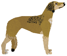 Dragosani ARCHE NOVA — “Molly”