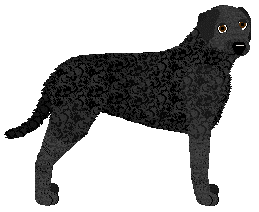 Profile image of MORPHEE's Beherit
