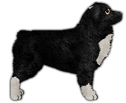 Profile image of Wedgewood Canis Major