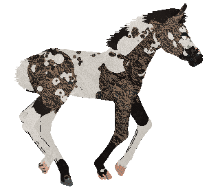Omen's Wild Bronco of Cinquefoil — “Mavis”