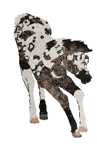 Omen's Wild Bronco of Cinquefoil — “Mavis”