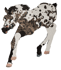 Omen's Wild Bronco of Cinquefoil — “Mavis”