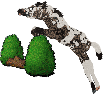 Omen's Wild Bronco of Cinquefoil — “Mavis”