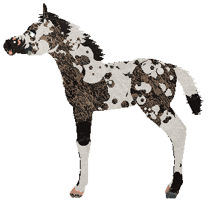 Omen's Wild Bronco of Cinquefoil — “Mavis”