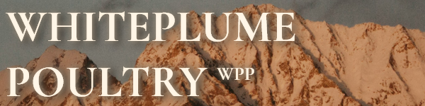 Banner for WPP