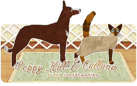 Show banner